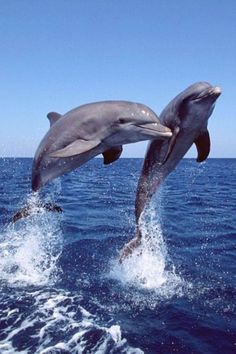 two dolphins are jumping out of the water