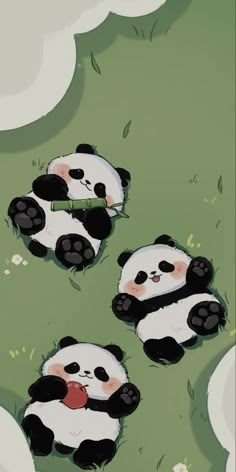 three panda bears laying down in the grass