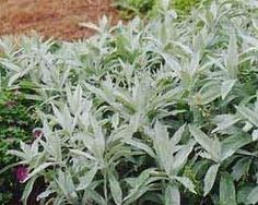 some very pretty plants in a big grassy field