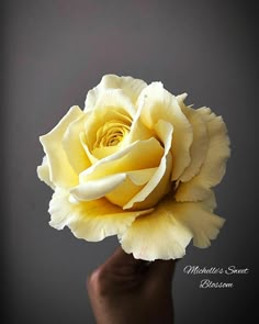 a person holding a yellow rose in their hand