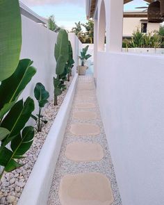 a long narrow walkway between two buildings with plants on each side and rocks in the middle