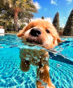 a golden retriever swimming in a pool with his head above the water's surface