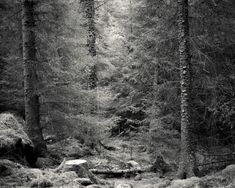 black and white photograph of trees in the woods