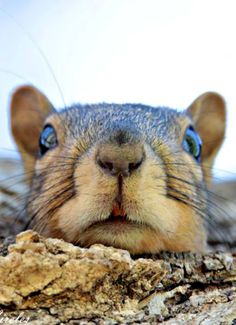 a close up of a squirrel's face peeking out from behind a tree trunk