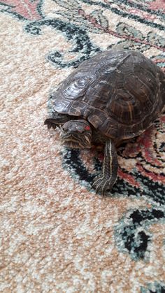 a small turtle sitting on top of a rug