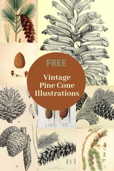 pine cone illustrations with the title free vintage pine cone illustrations