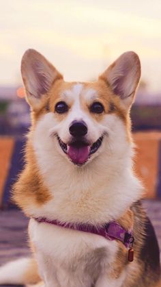 a brown and white dog sitting on top of a wooden bench with his tongue hanging out