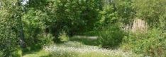 an image of a path in the woods