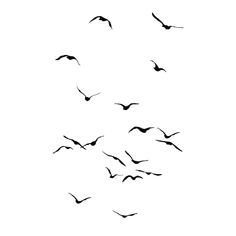 a flock of birds flying in the sky