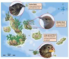 an image of birds in the wild with labels on their backs and names below them