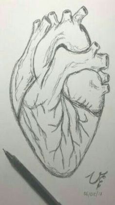 a pencil drawing of a human heart