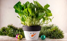 a potted plant in the shape of a snowman with green leaves on it