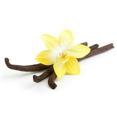 vanilla stick with yellow flower on it and cinnamon sticks sticking out of the top, against a white background