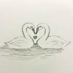 two swans in the water making a heart shape with their beaks drawn on paper