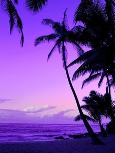 palm trees are silhouetted against the purple sky at sunset on an oceanfront beach