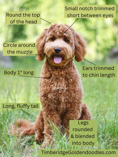 a brown dog sitting in the grass with its name and description on it's chest