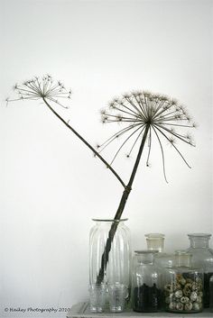 a dandelion in a vase on a shelf with jars and other items around it