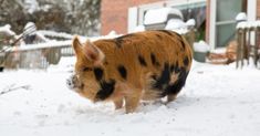 a pig walking through the snow in front of a house