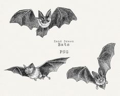 three bats are flying in the air with their wings spread out and one is upside down