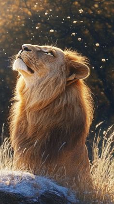 the lion is looking up into the sky