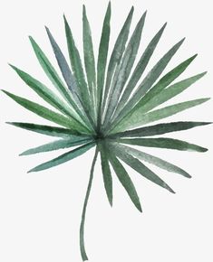 a watercolor painting of a palm leaf