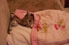 a cat laying on top of a bed under a pink and white blanket next to a pillow