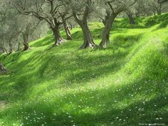 an area with many trees and grass on the ground