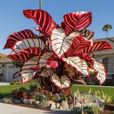 a large red and white plant in front of a house with palm trees behind it