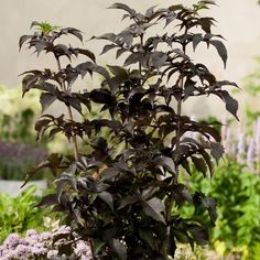 a plant with lots of green leaves in the middle of some plants and flowers behind it