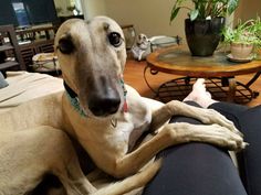 a dog is sitting on the couch looking at the camera