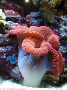 a hand is holding an orange coral in front of some other corals and seaweed