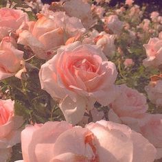 many pink roses are blooming in the field