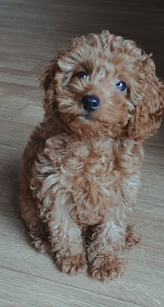 a small brown dog sitting on top of a wooden floor