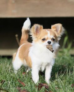 a small brown and white dog standing in the grass with a bone in it's mouth