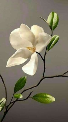 a white flower on a twig with green leaves in front of a gray background