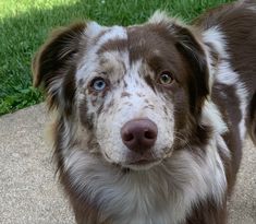 a brown and white dog standing on top of a sidewalk