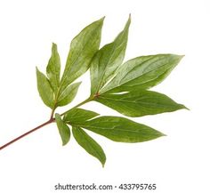 a single green leaf on a branch against a white background with room for text or image