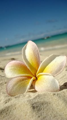 a happy friday card with a flower in the sand