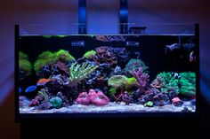 an aquarium filled with lots of different types of corals and sea creatures in it