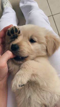 a person is petting a puppy that has its paw on it's face