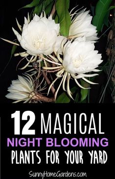 white flowers with text overlay that reads 12 magic night blooming plants for your yard