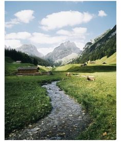 cows are grazing on the grass in front of a mountain valley with a stream running through it