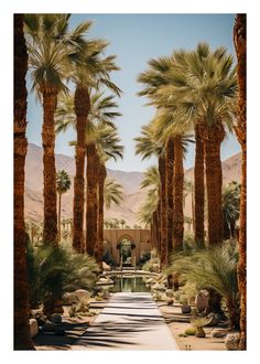 palm trees line the pathway to an outdoor pool