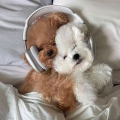 two teddy bears with headphones on laying in bed together, one is brown and the other is white