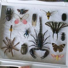 a person holding up a box with bugs and insects in it's display case