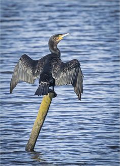 a large bird sitting on top of a wooden pole in the middle of some water