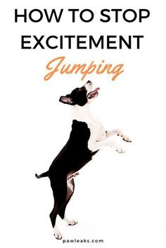 a black and white dog jumping up into the air with text overlay reading how to stop excitement jumping