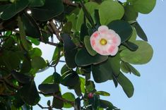 a pink and white flower is hanging from a tree