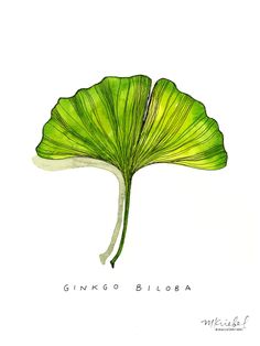 a drawing of a ginko biloba leaf