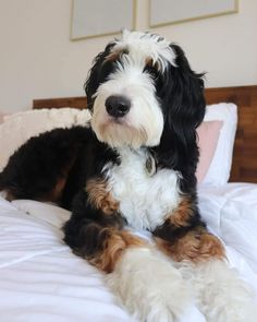 a black and white dog laying on top of a bed